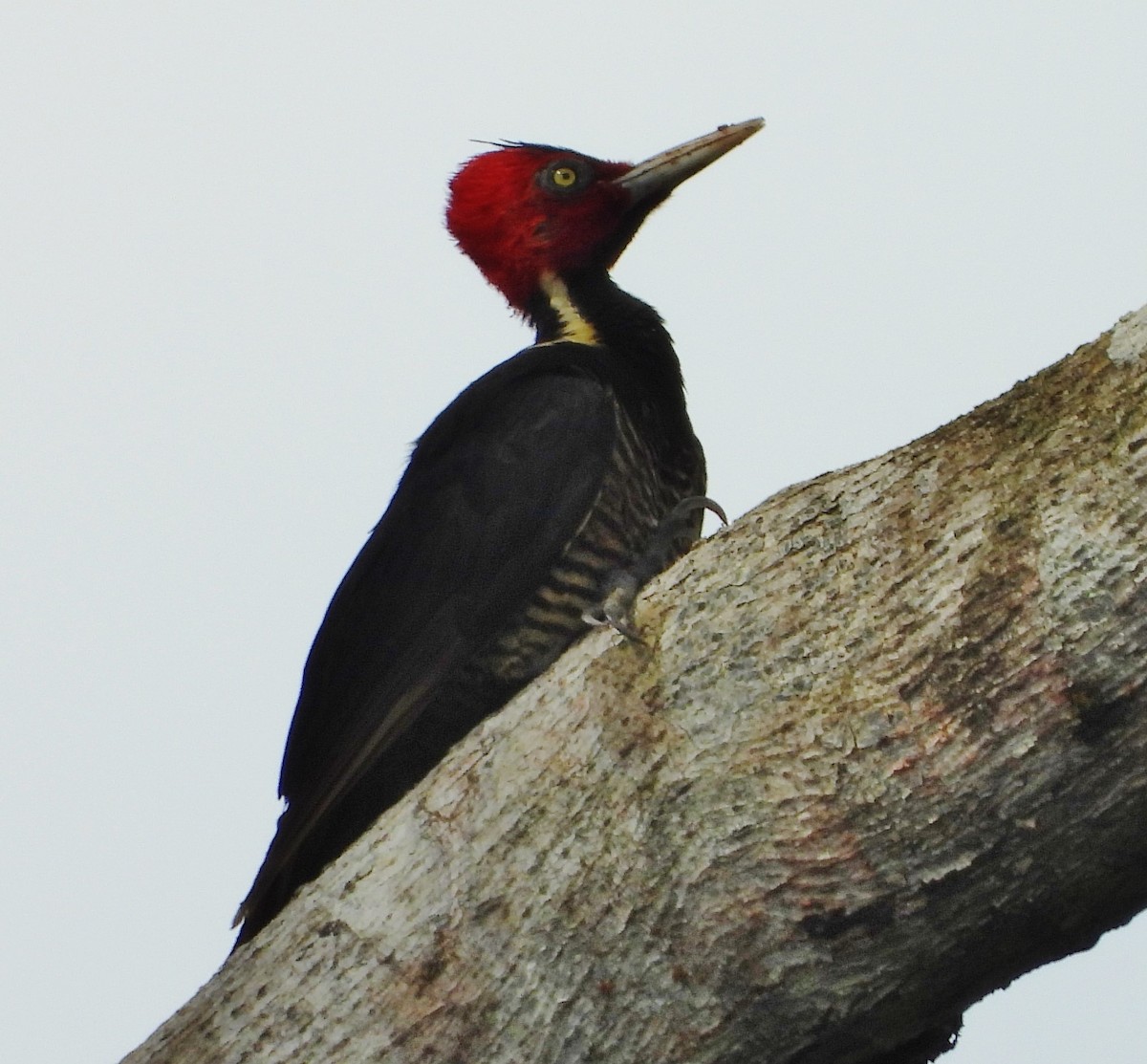 Pale-billed Woodpecker - ML524371221