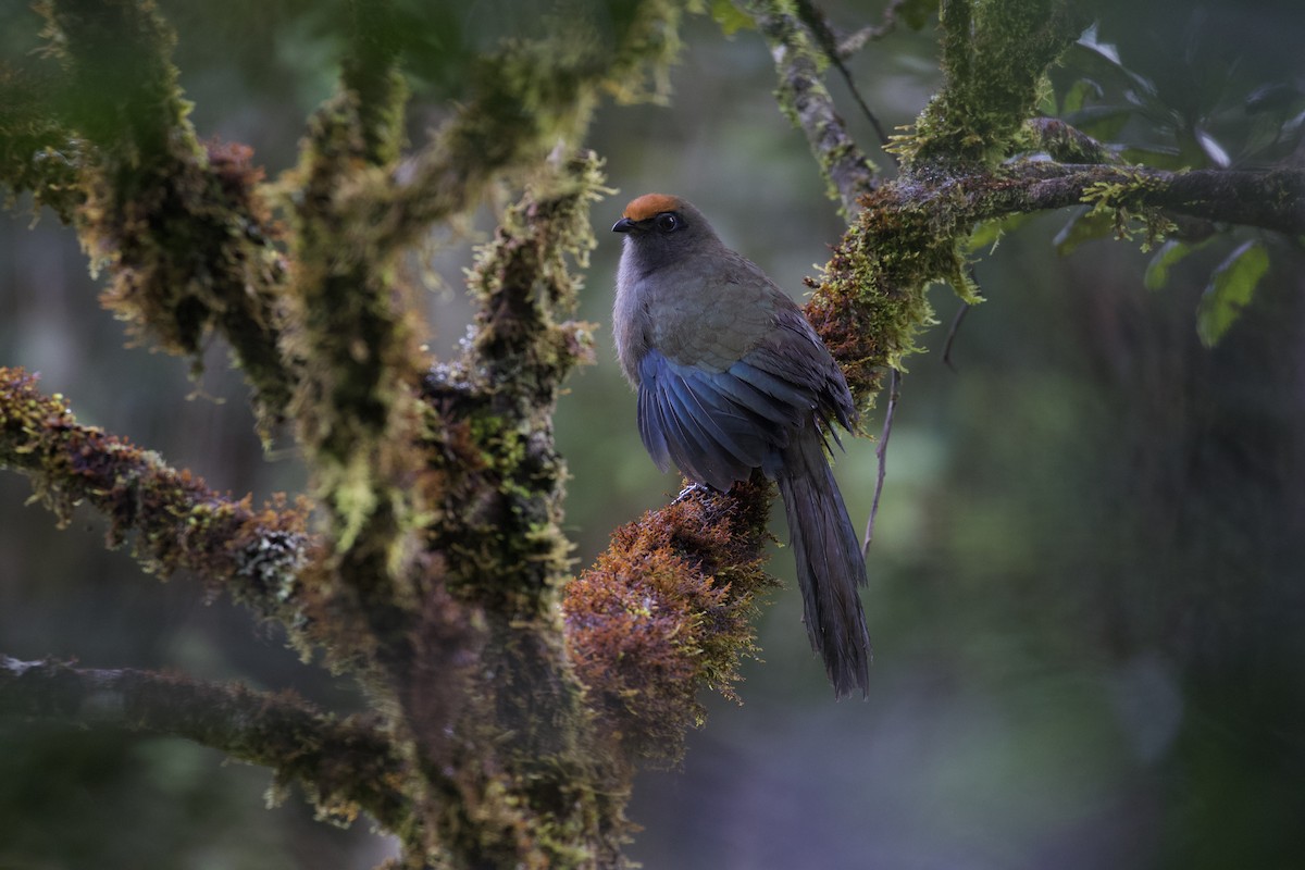 Red-fronted Coua - ML524371421