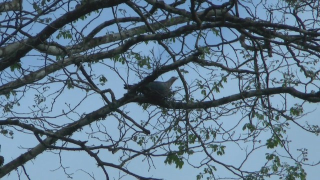 holub stromový - ML524371741