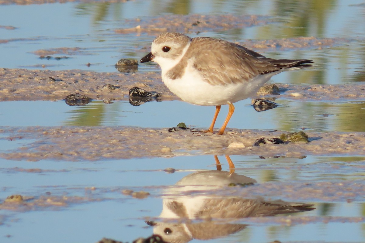 Piping Plover - ML524372841
