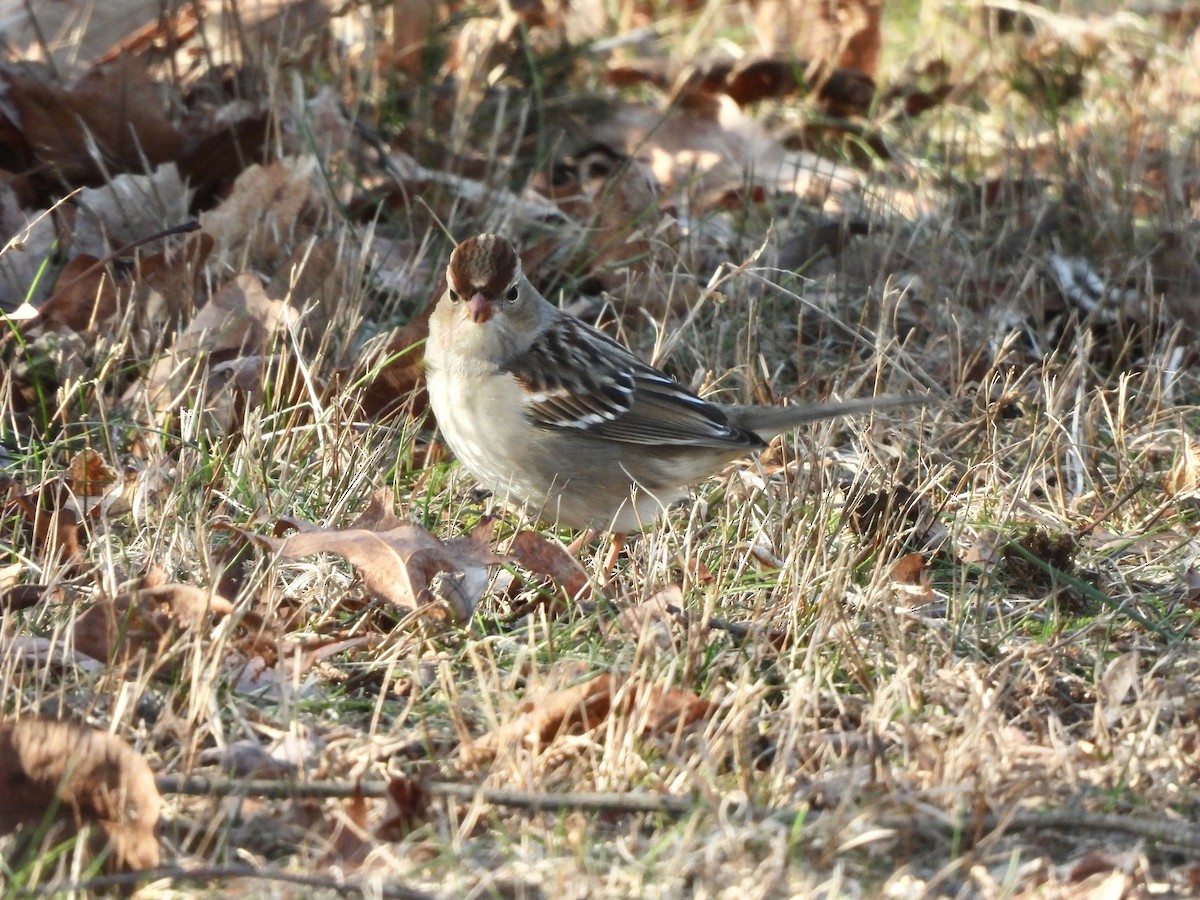 White-crowned Sparrow - ML524373011