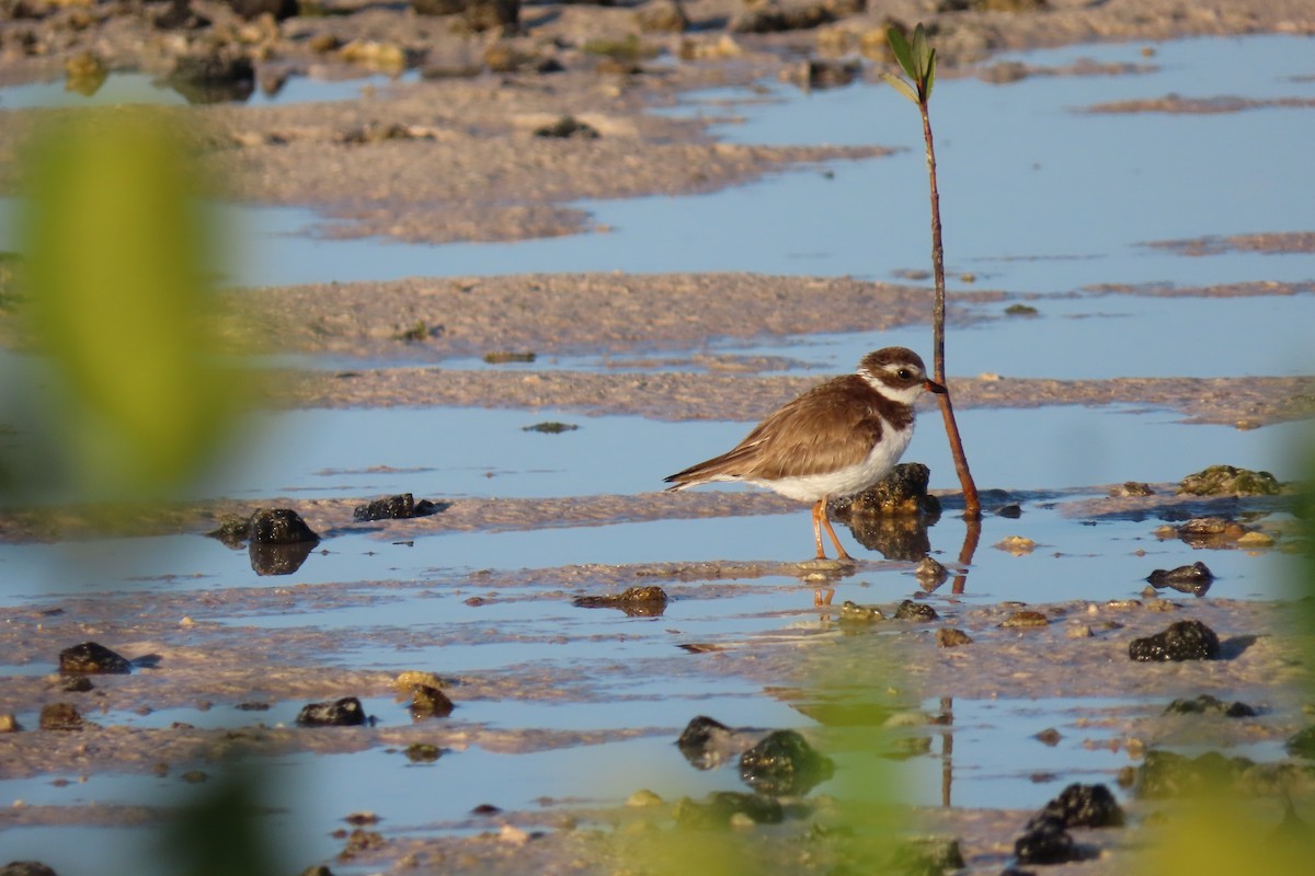 Semipalmated Plover - ML524373051
