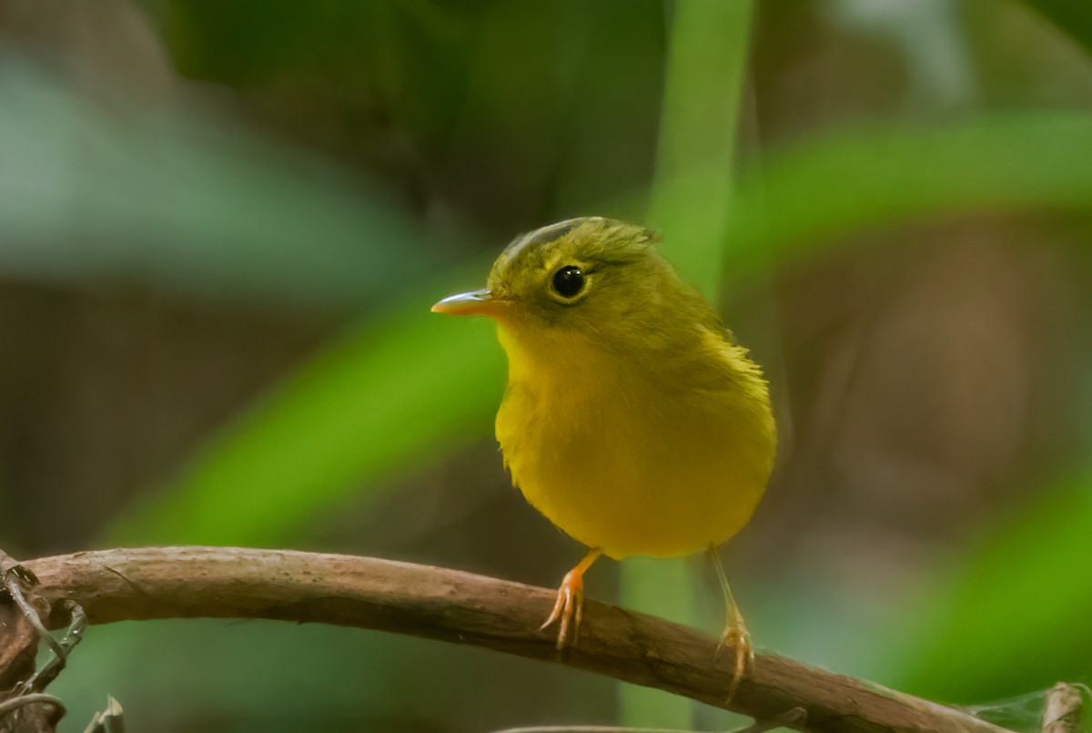 Green-crowned Warbler - Rajkumar Das