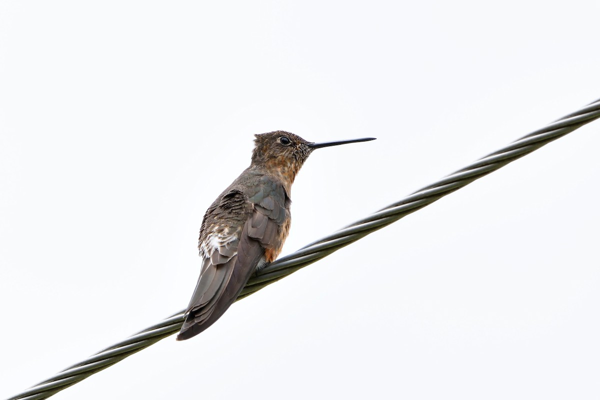 kolibřík velký - ML524381281
