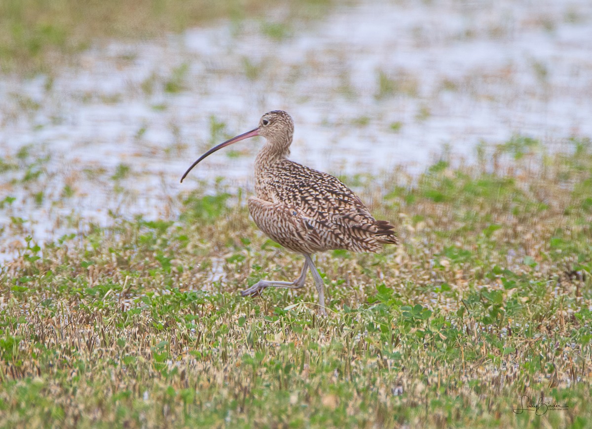 Long-billed Curlew - ML524384111