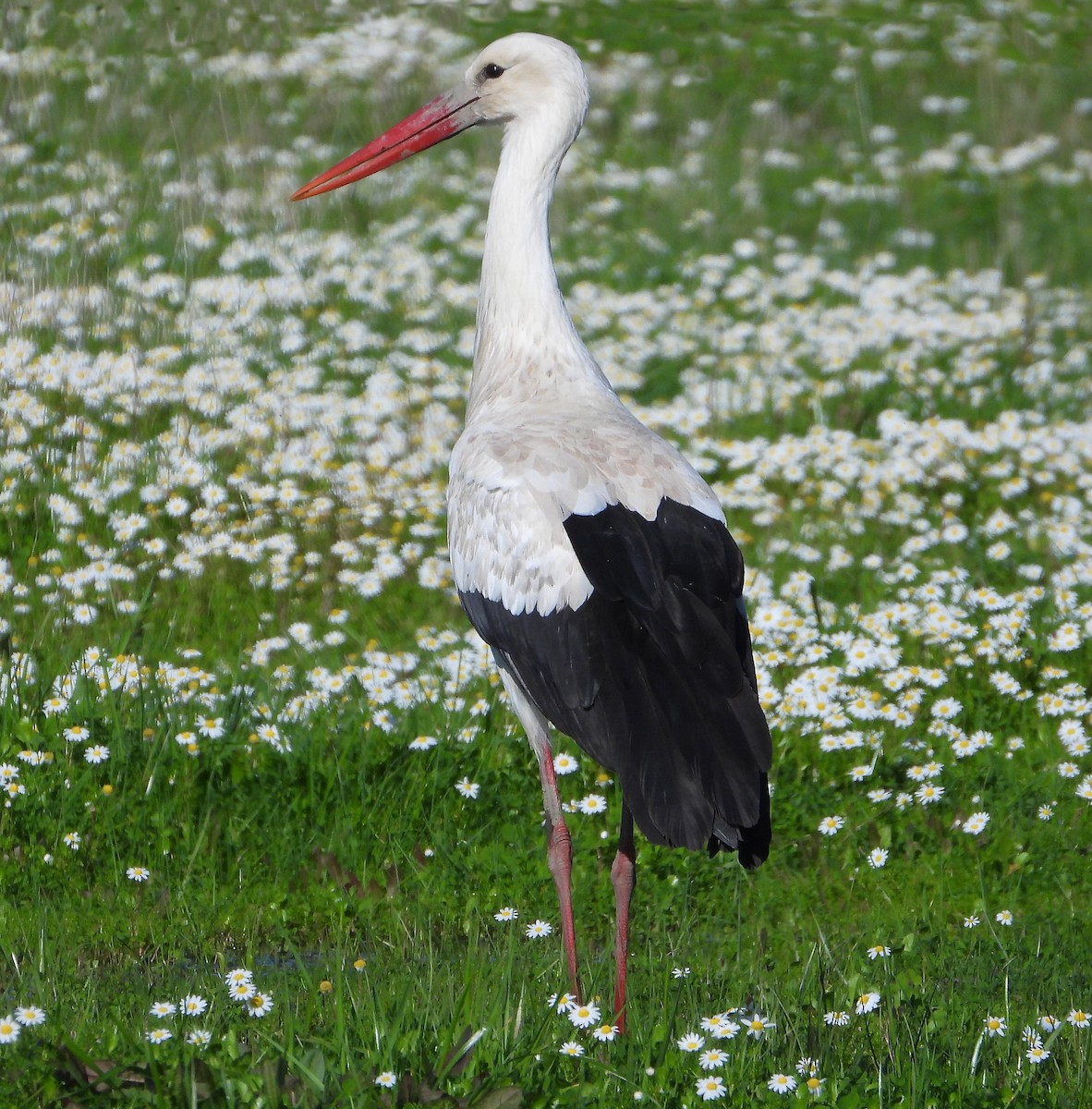 White Stork - ML524385611