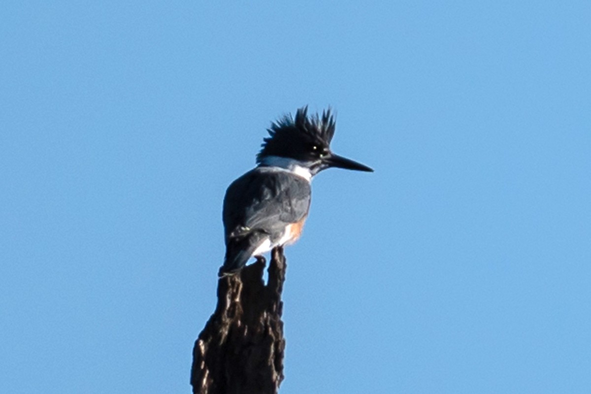 Belted Kingfisher - ML524395761
