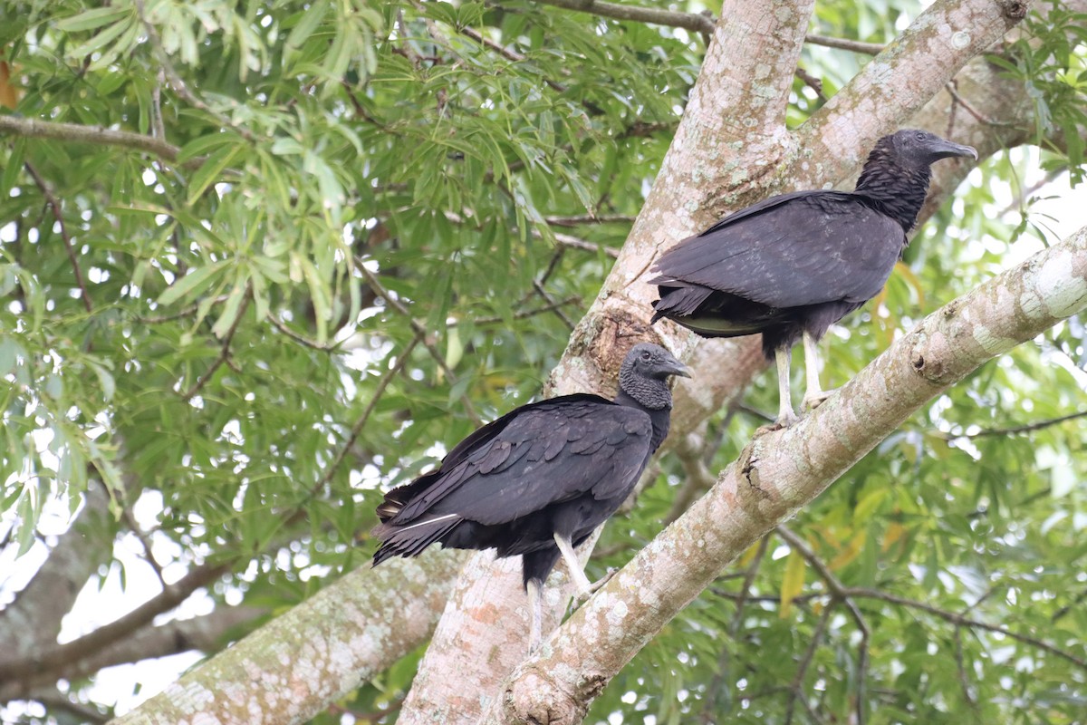 Black Vulture - ML524397491