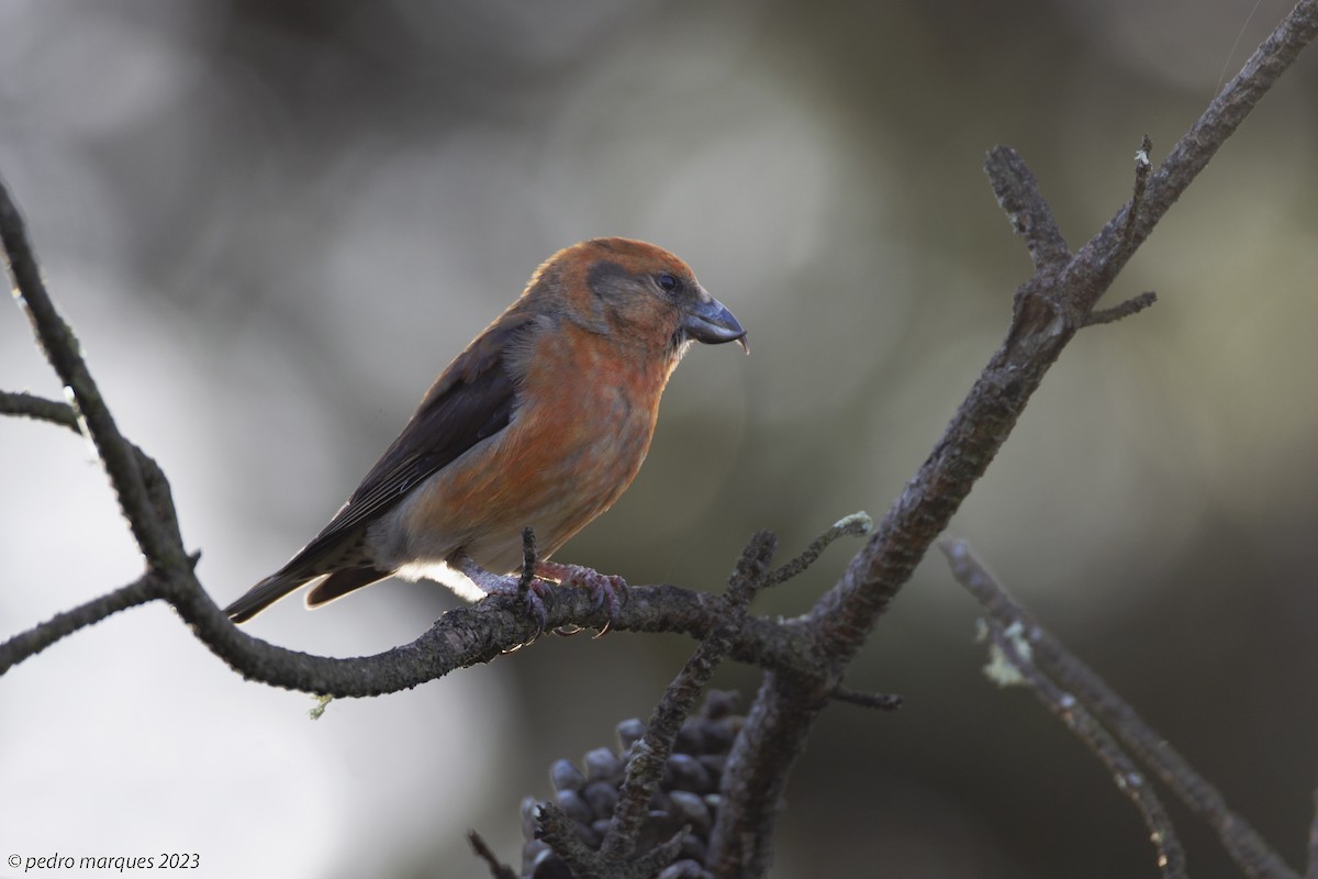 Red Crossbill - Pedro Marques
