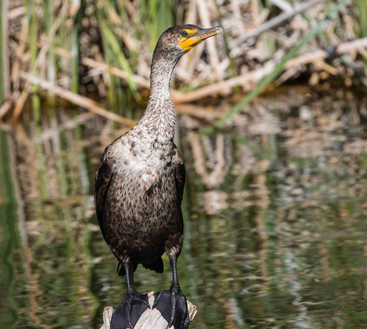 Double-crested Cormorant - Stephen Knox