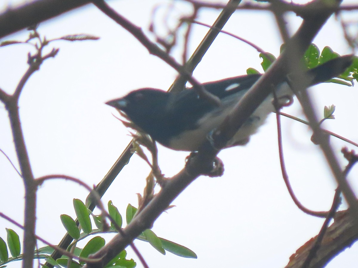 Black-and-white Tanager - ML524413521