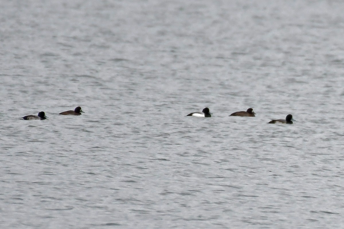 Greater Scaup - ML524414641