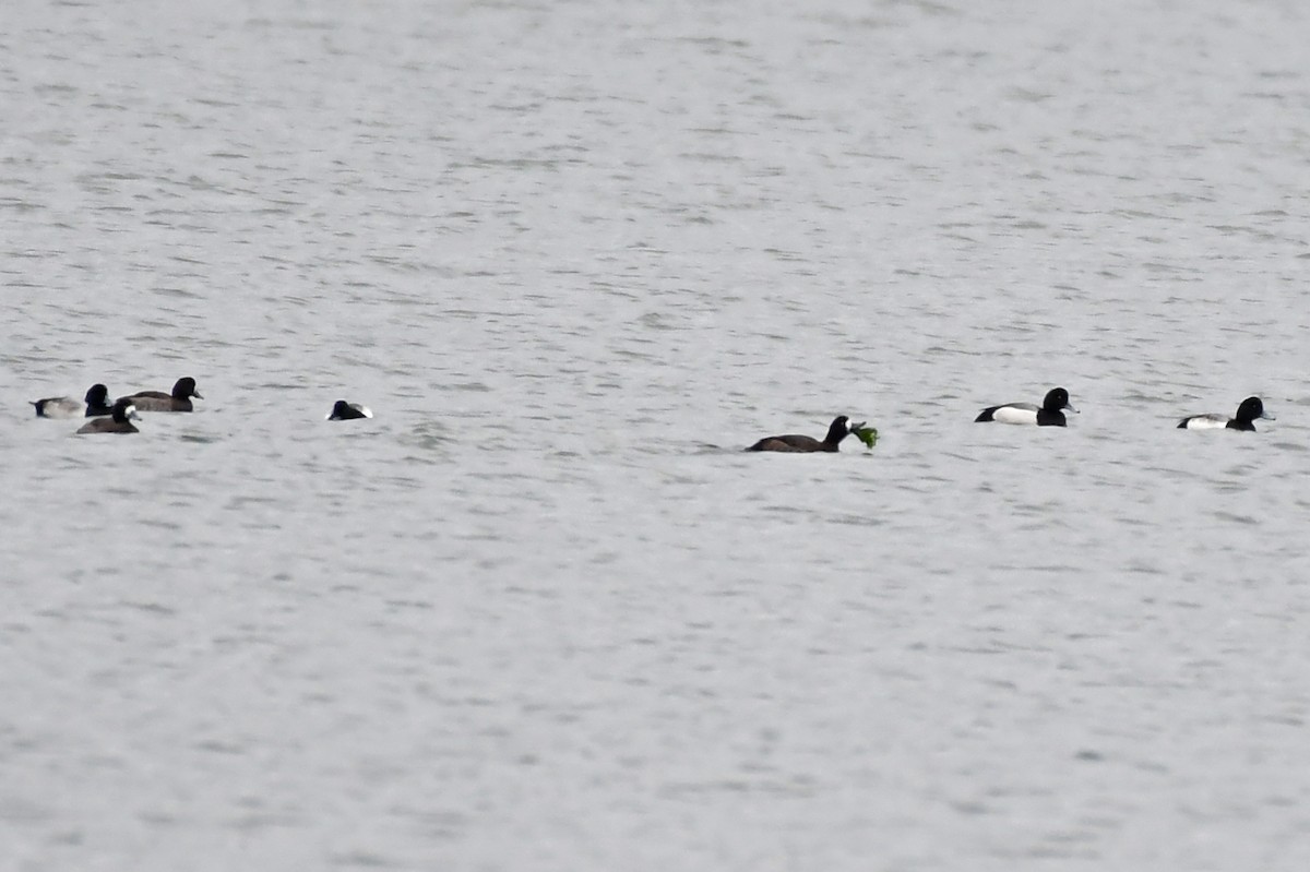 Greater Scaup - ML524414651