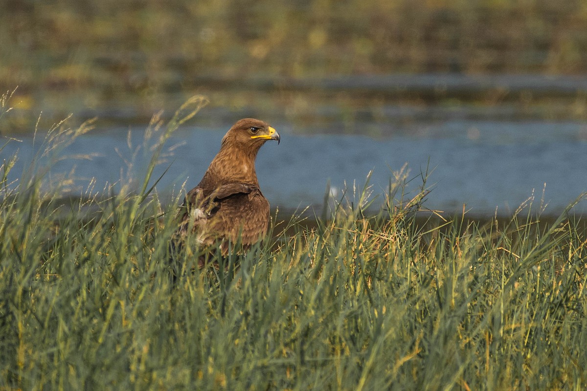 Indian Spotted Eagle - ML524420841