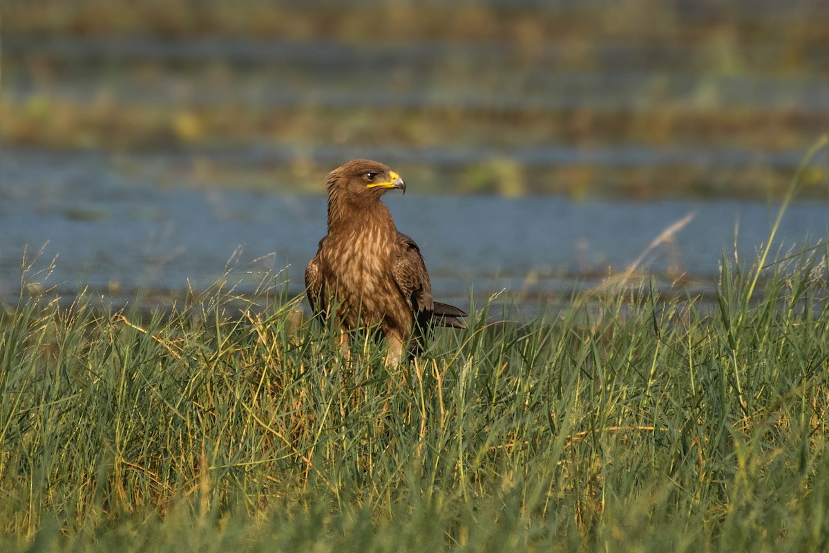 Indian Spotted Eagle - Harish Babu M