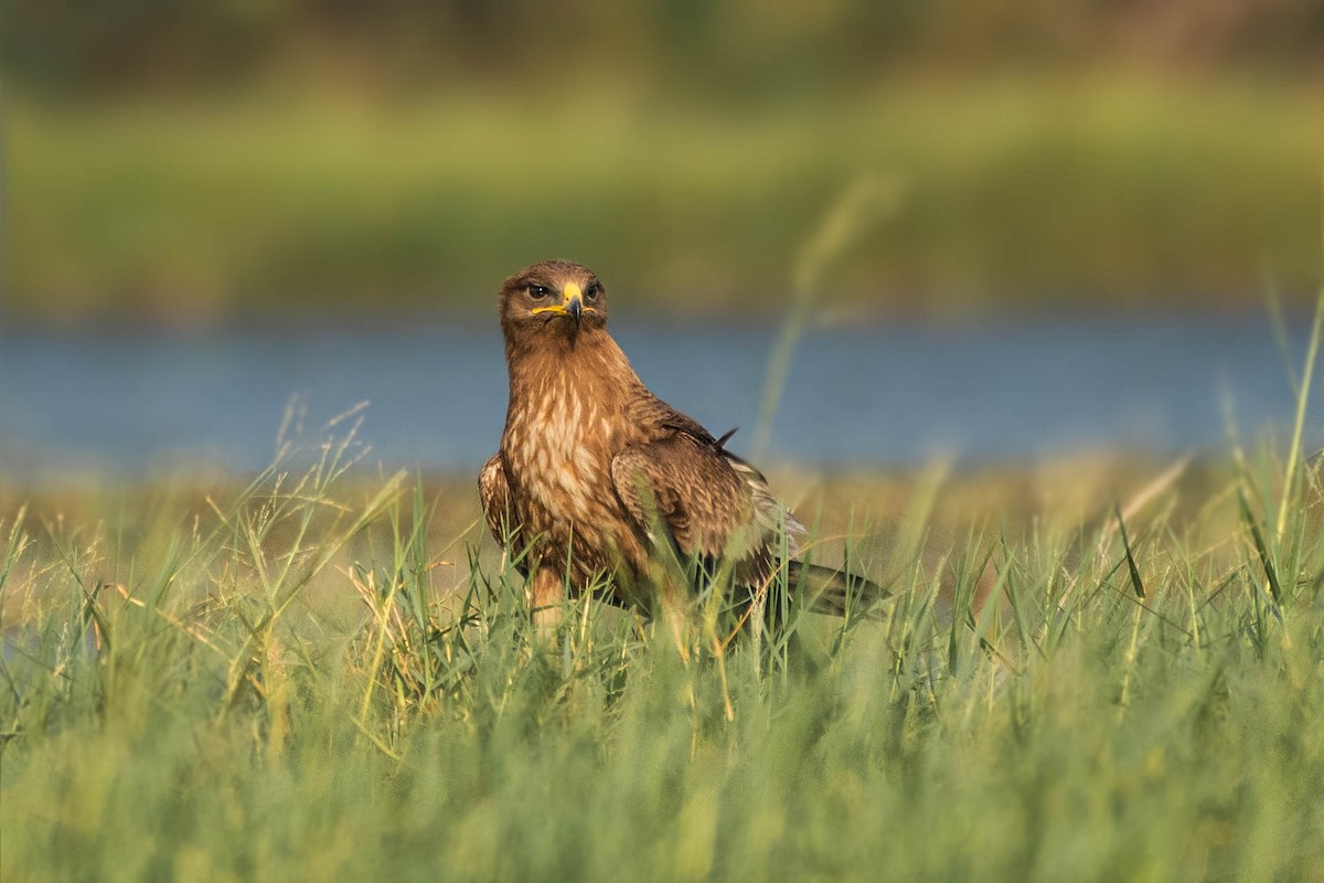 Indian Spotted Eagle - ML524421871