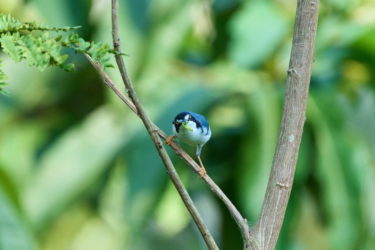 Hooded Tanager - ML524422131