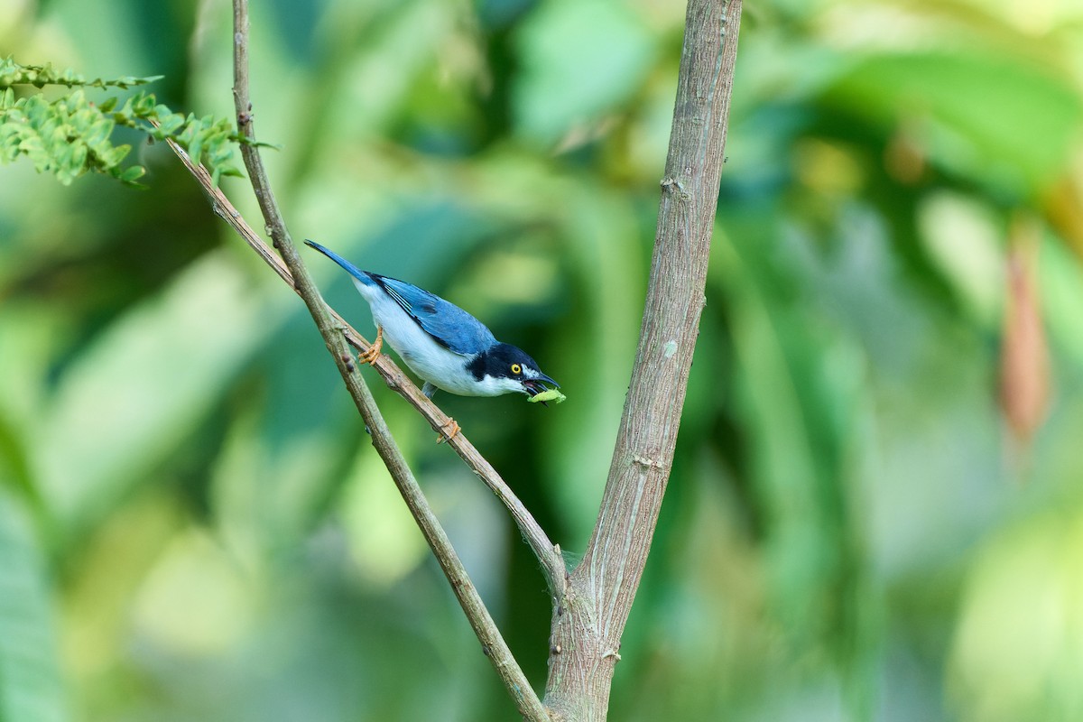 Hooded Tanager - ML524422161