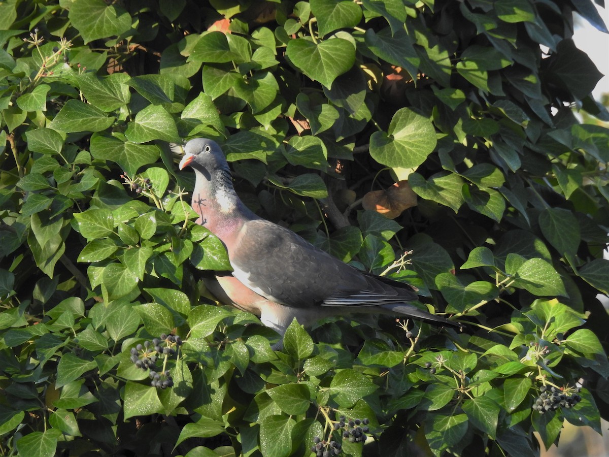 Common Wood-Pigeon - ML524423621