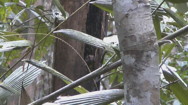 Папуанский совиный козодой - ML524424301