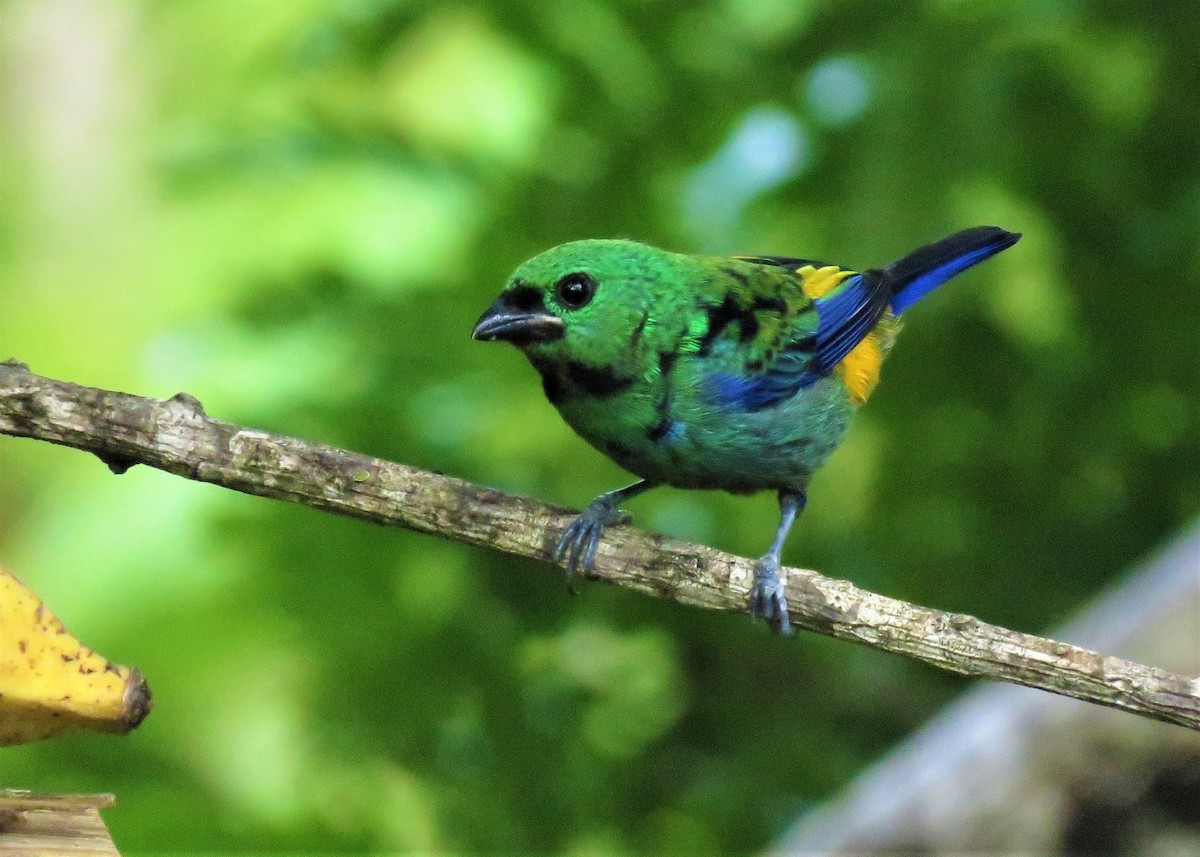 Seven-colored Tanager - ML524428241