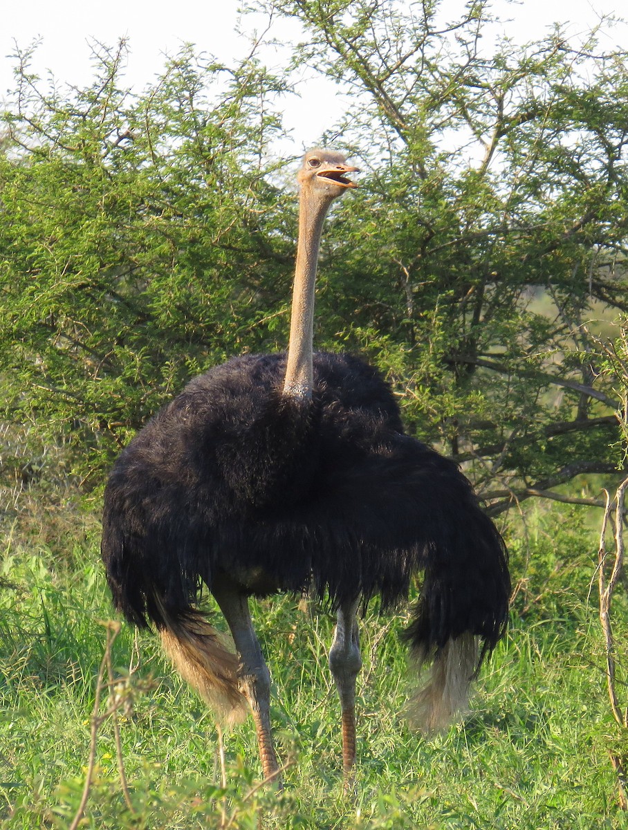 Common Ostrich - ML524433931