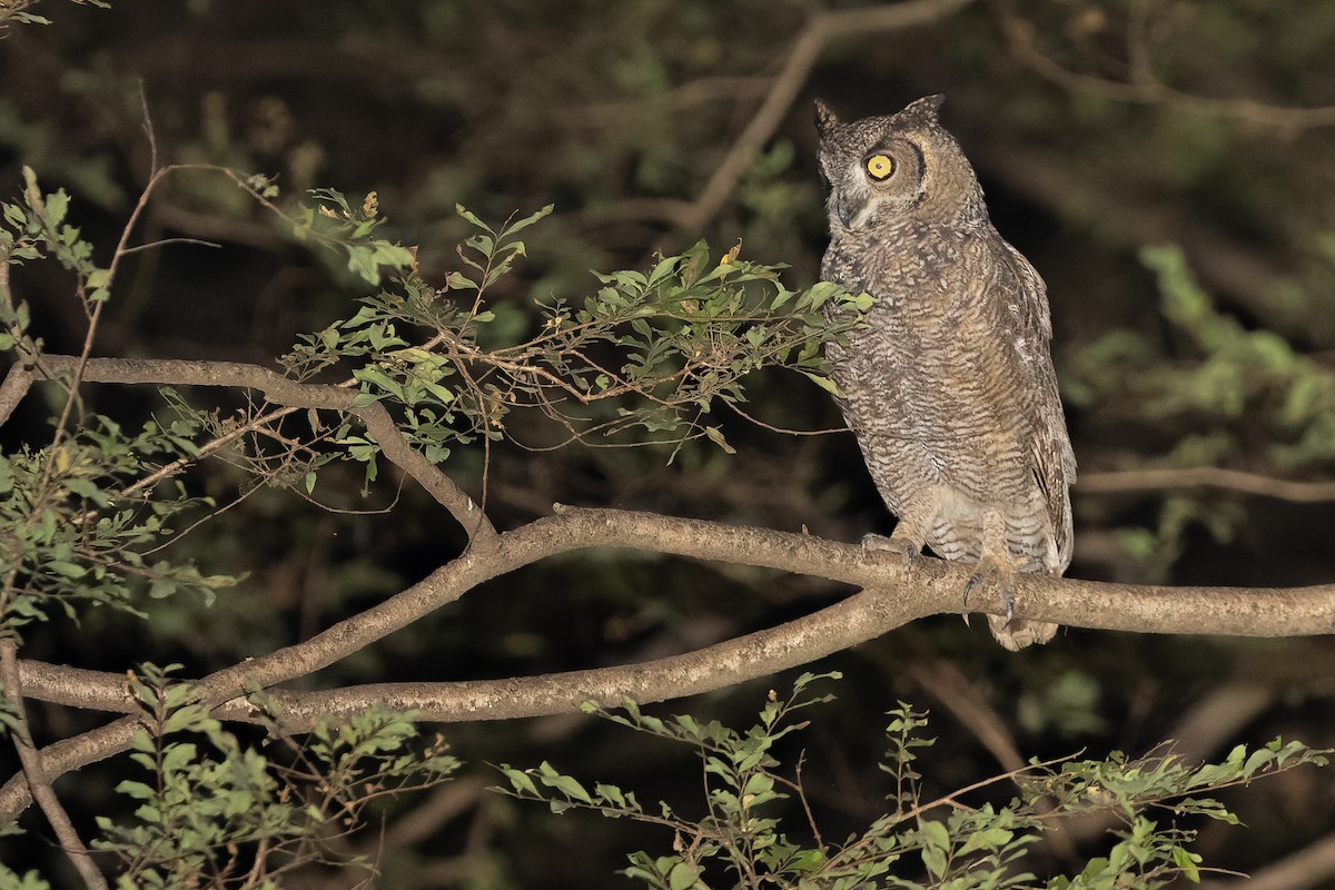 Arabian Eagle-Owl - Joachim Bertrands