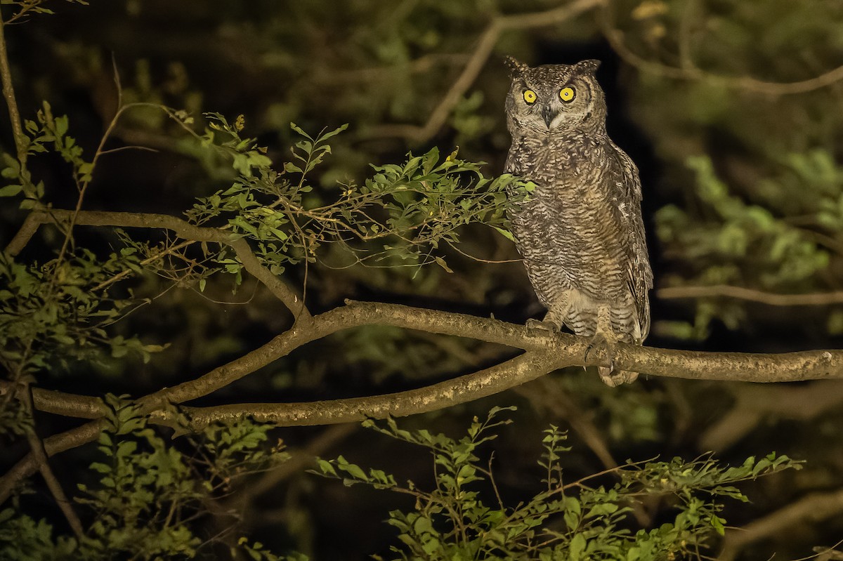 Arabian Eagle-Owl - Joachim Bertrands