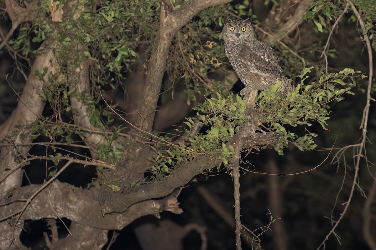 Arabian Eagle-Owl - ML524436931