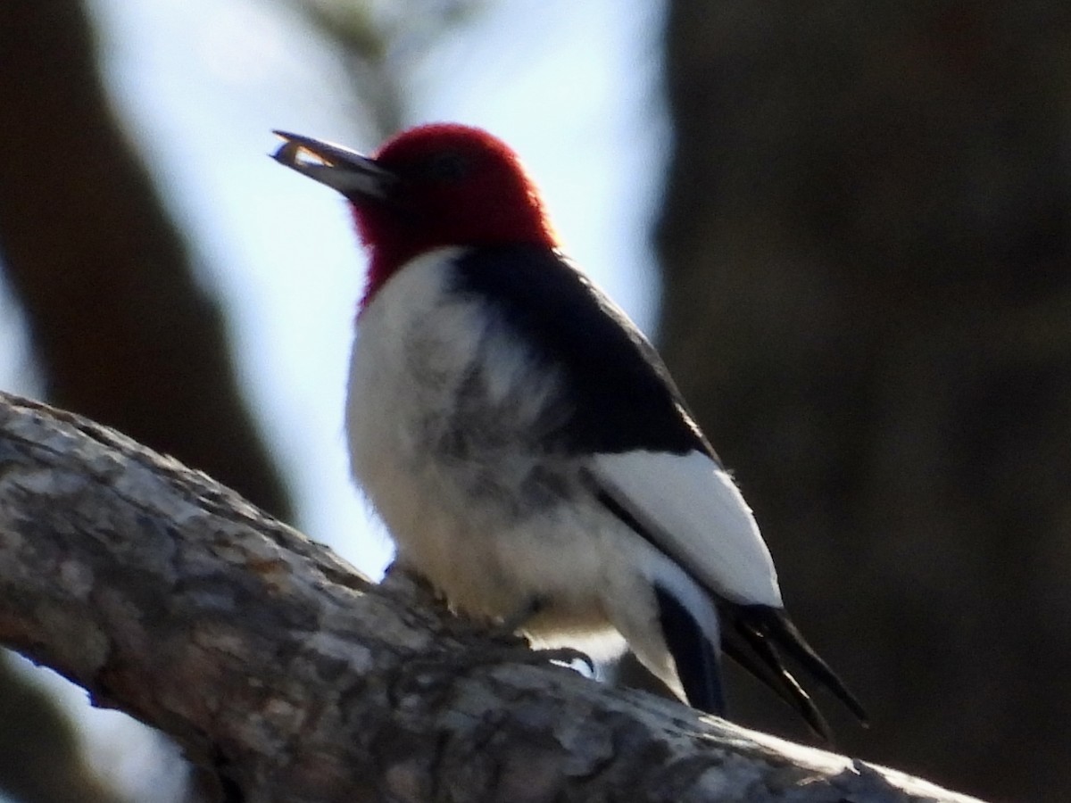 Red-headed Woodpecker - ML524437561