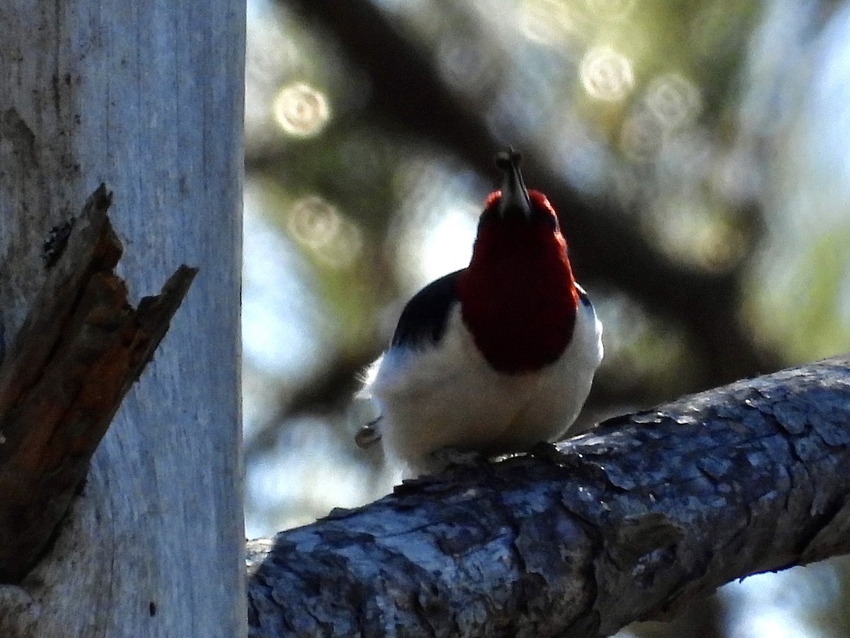 Red-headed Woodpecker - ML524437571
