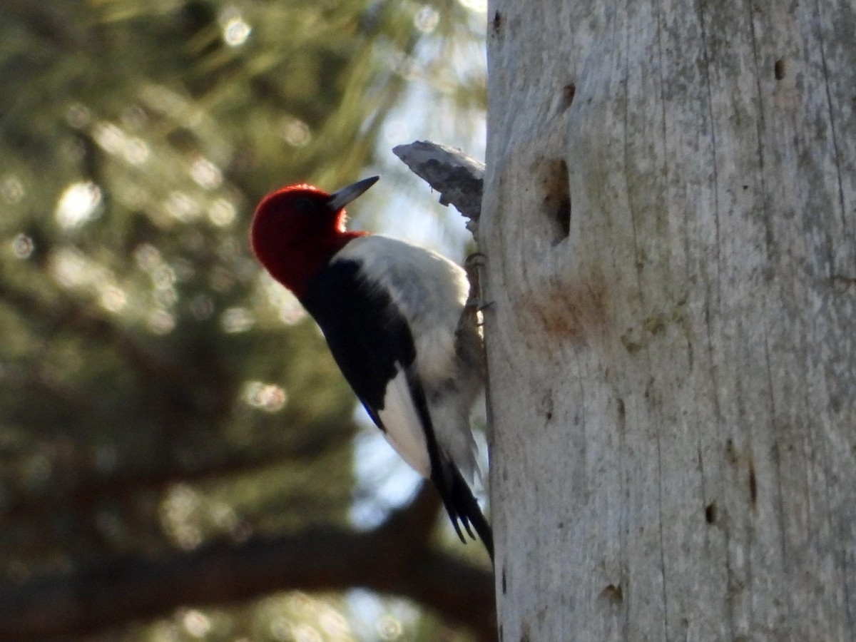 Red-headed Woodpecker - ML524437581