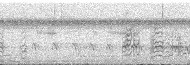 White-tailed Goldenthroat - ML52444