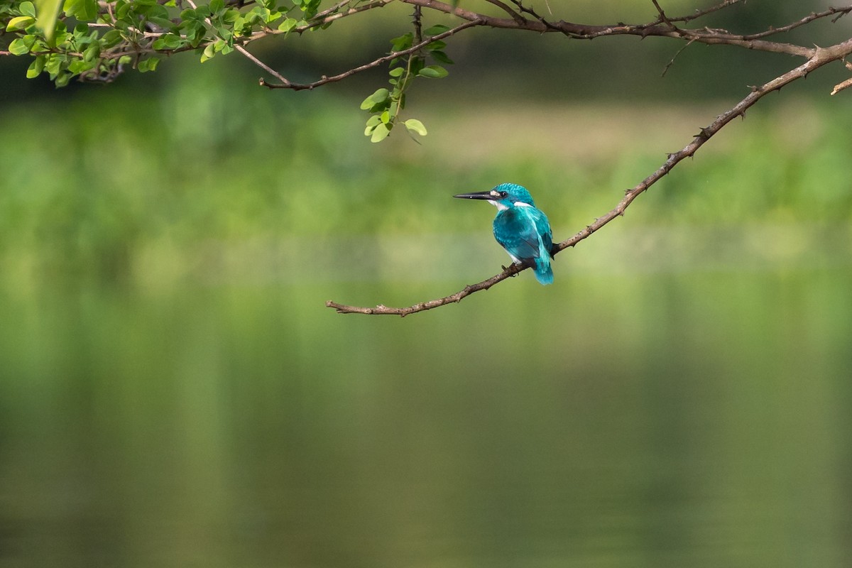 Small Blue Kingfisher - Dana Cameron