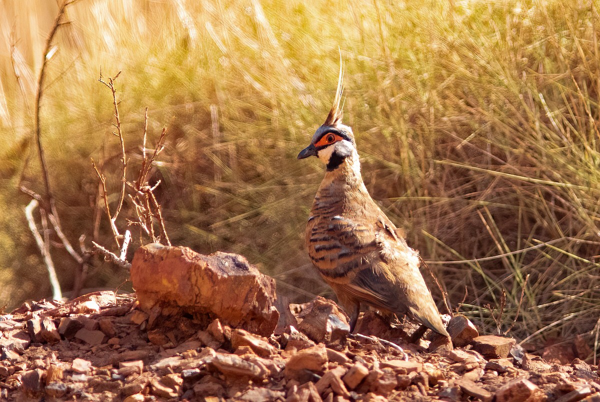 Spinifex Pigeon - ML524441201