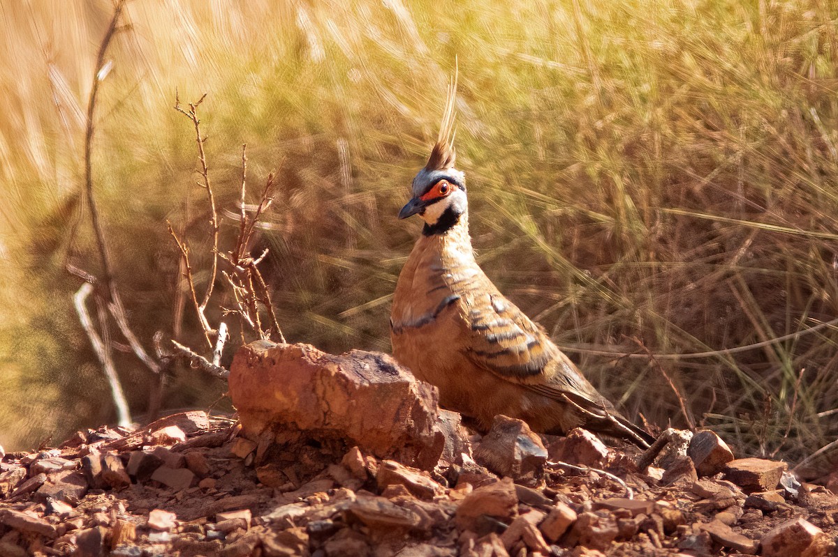 Spinifex Pigeon - ML524441221