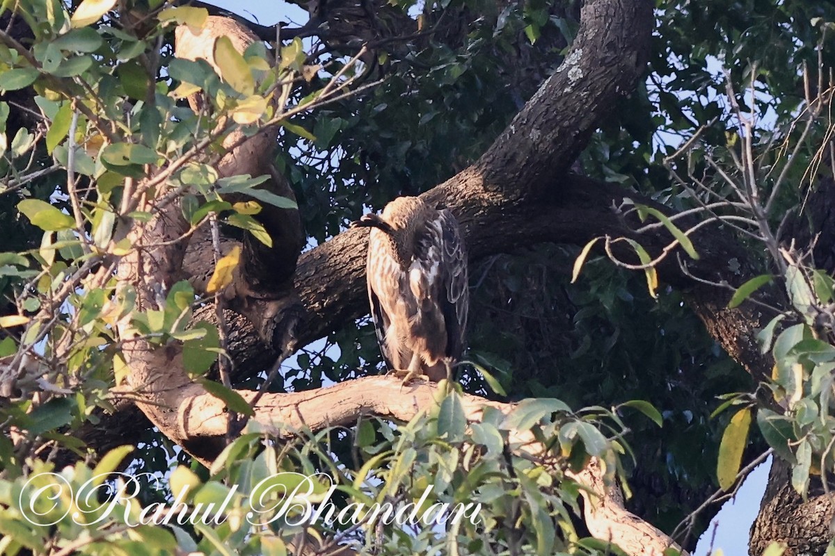 Changeable Hawk-Eagle (Crested) - Rahul Bhandari