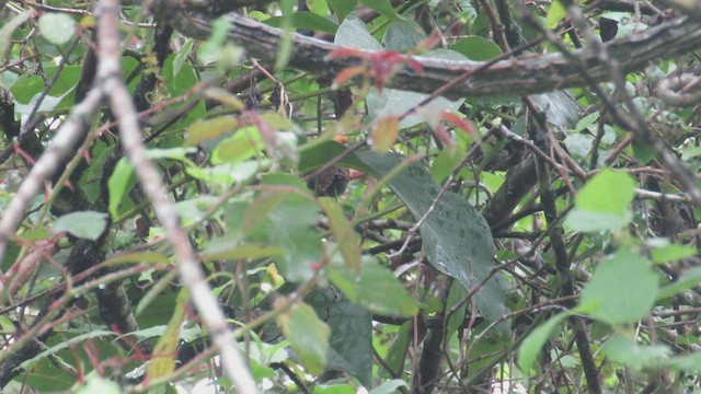 Pinto's Spinetail - ML524449211