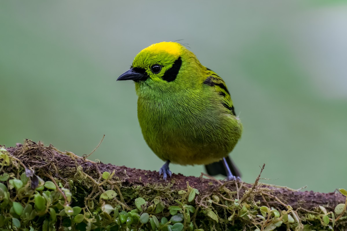 Emerald Tanager - ML524452601