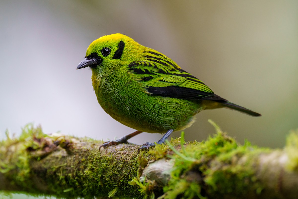 Emerald Tanager - ML524452611