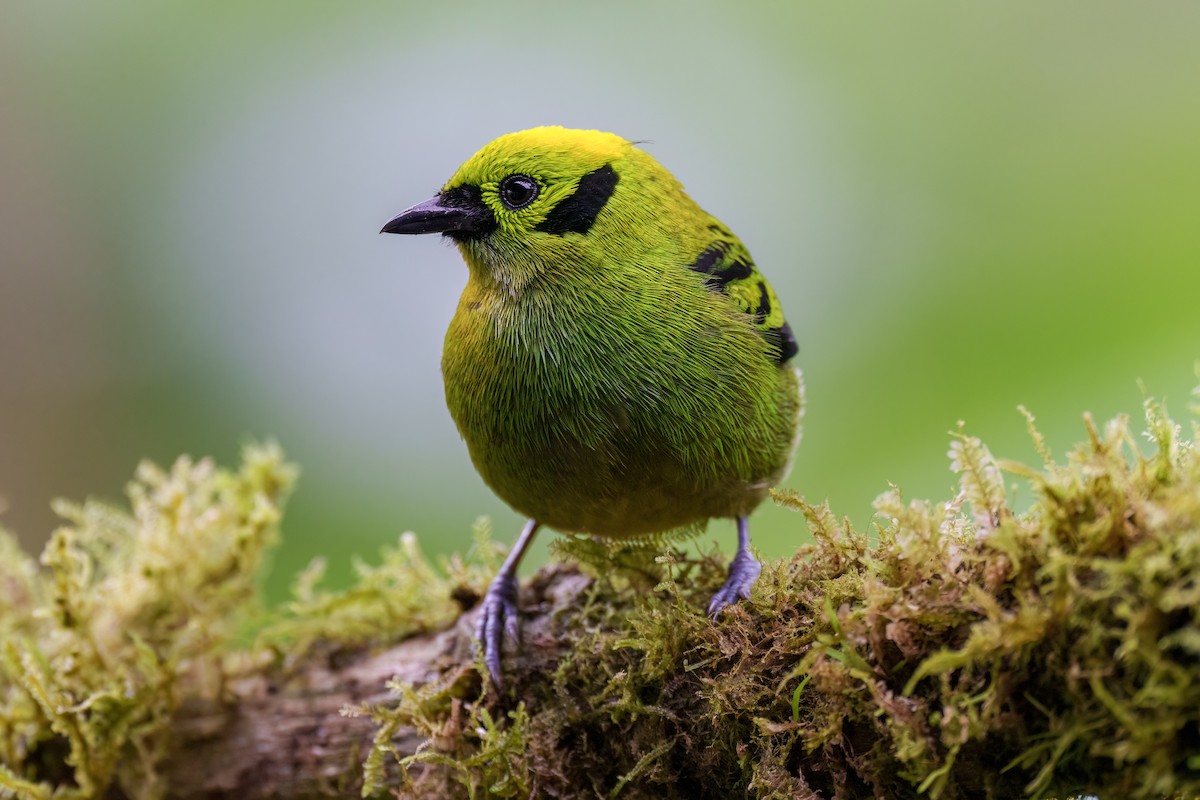 Emerald Tanager - ML524452621