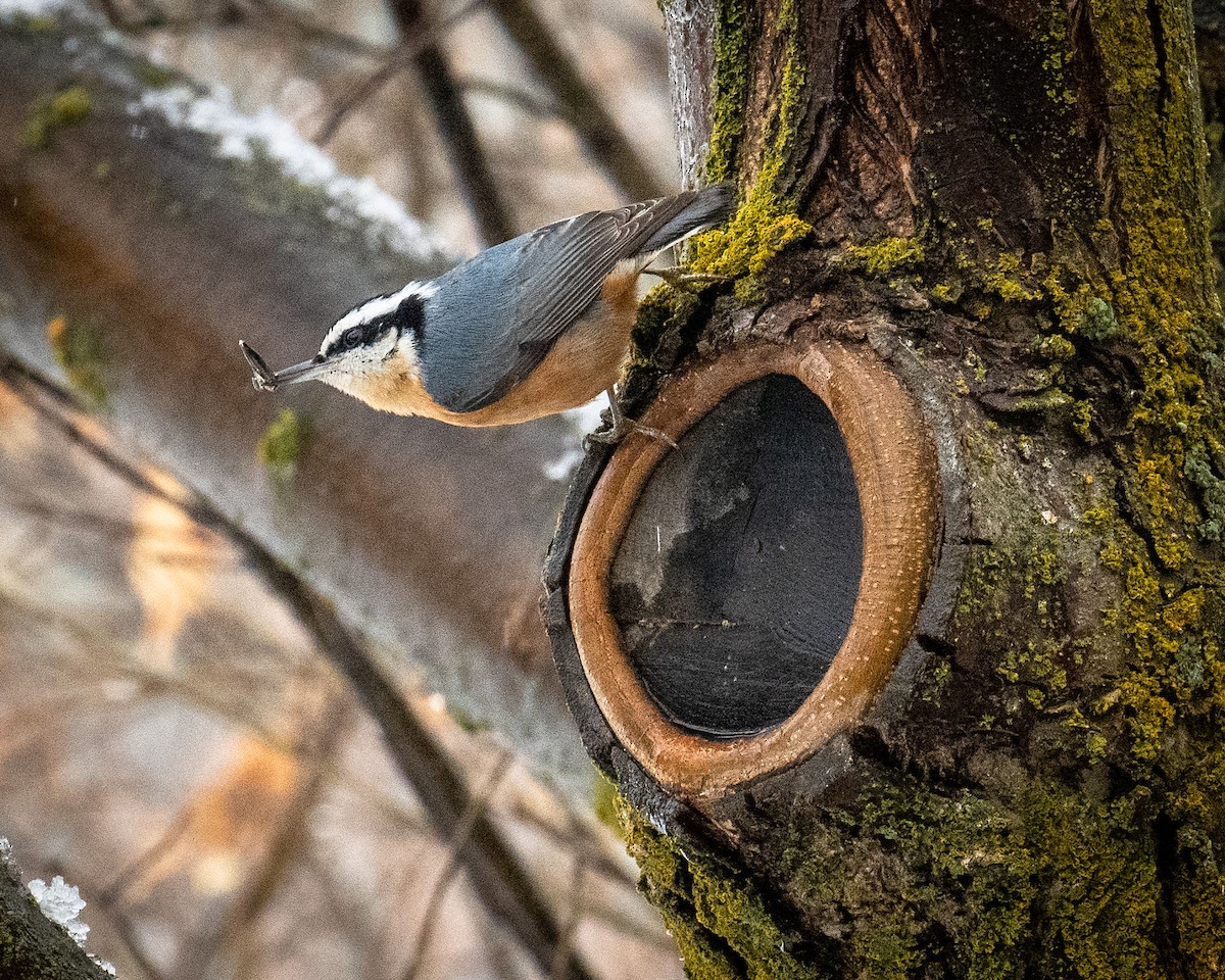 Red-breasted Nuthatch - Mike Fish