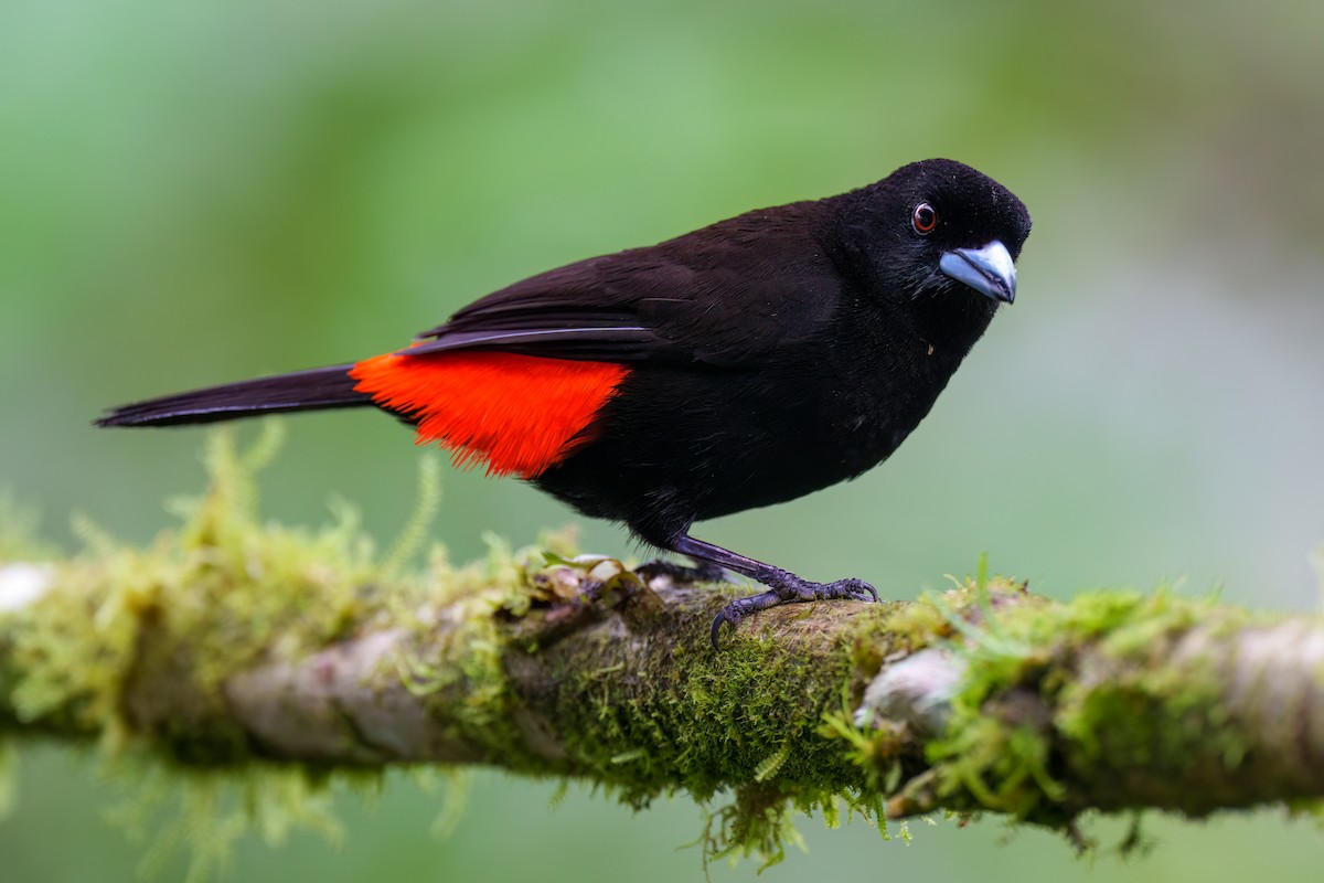 Scarlet-rumped Tanager - ML524453591