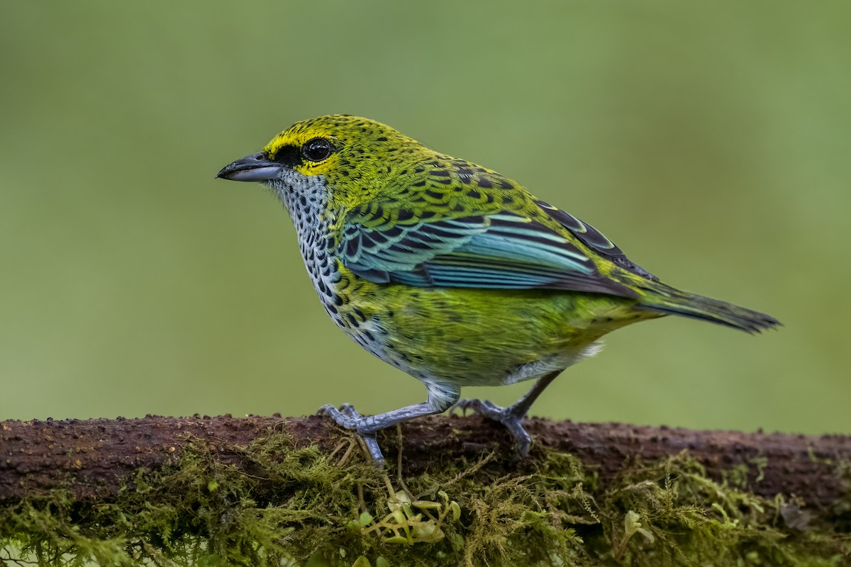 Speckled Tanager - ML524454451