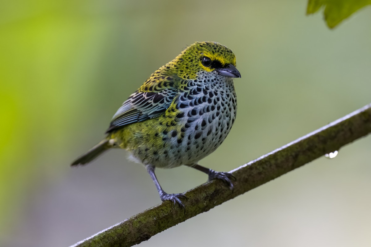 Speckled Tanager - ML524454461