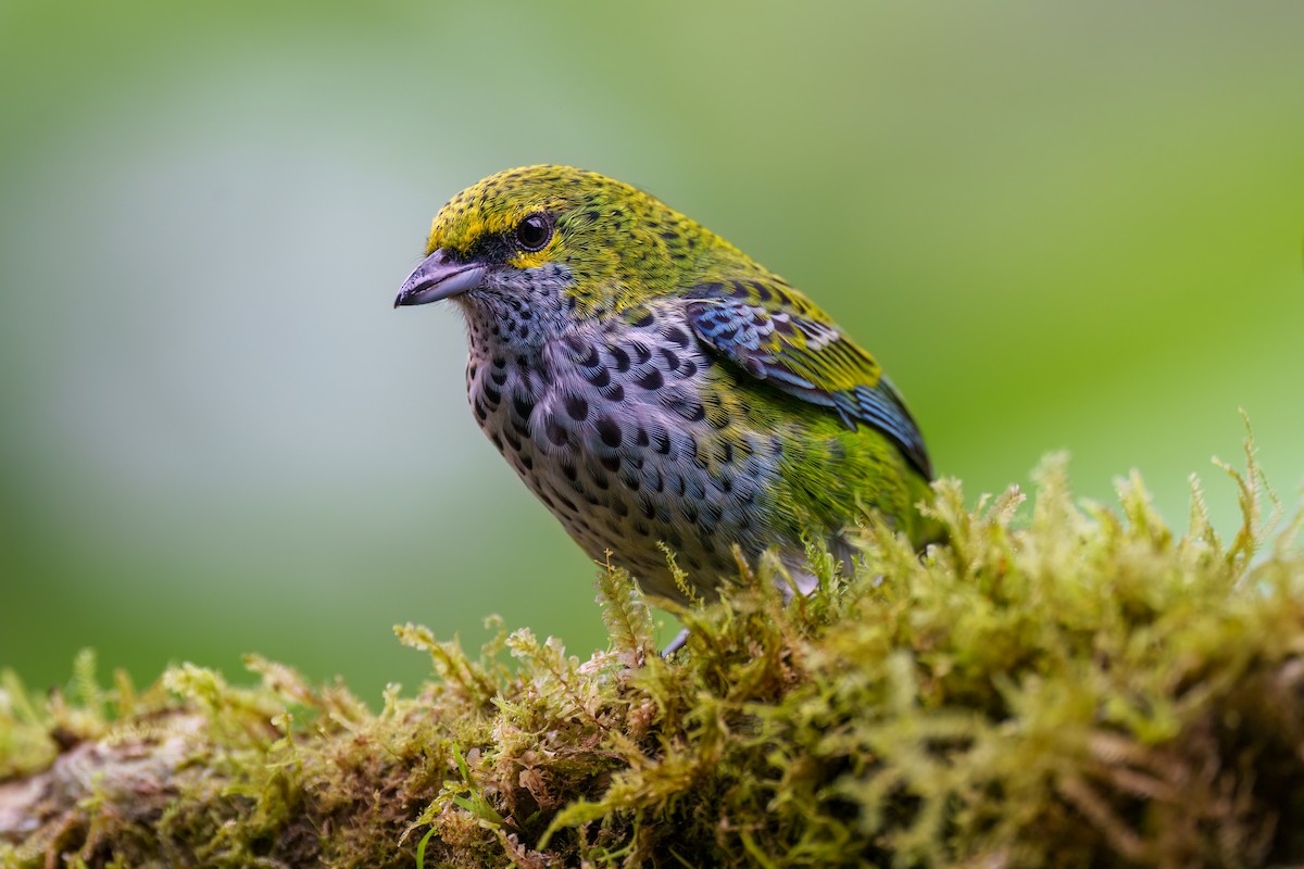 Speckled Tanager - ML524454471