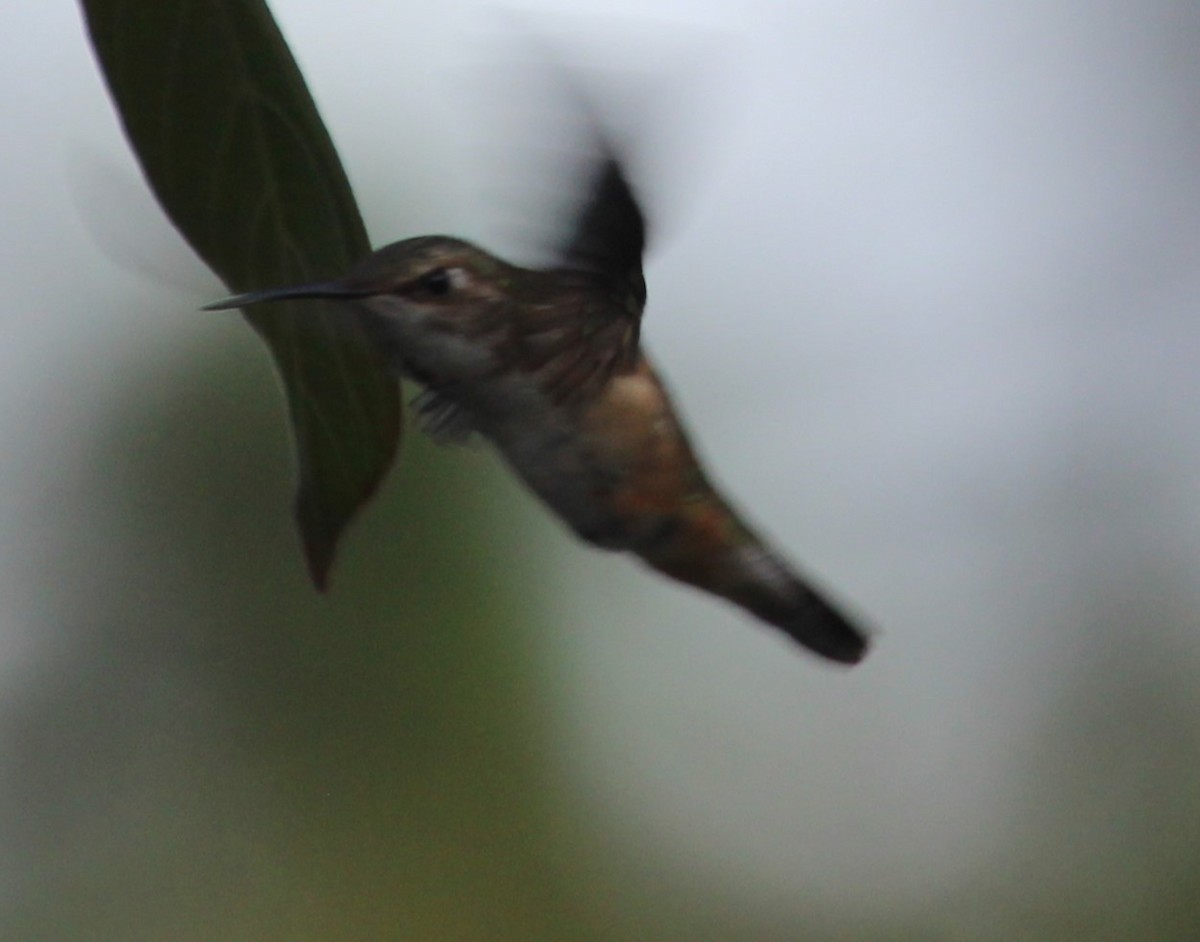 Rufous Hummingbird - Frank Izaguirre