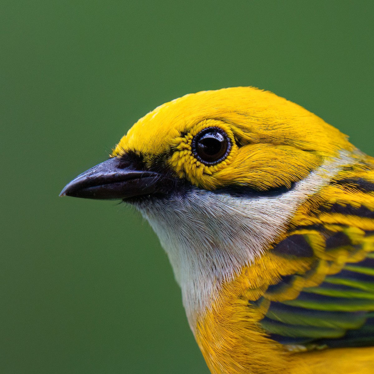 Silver-throated Tanager - ML524454841
