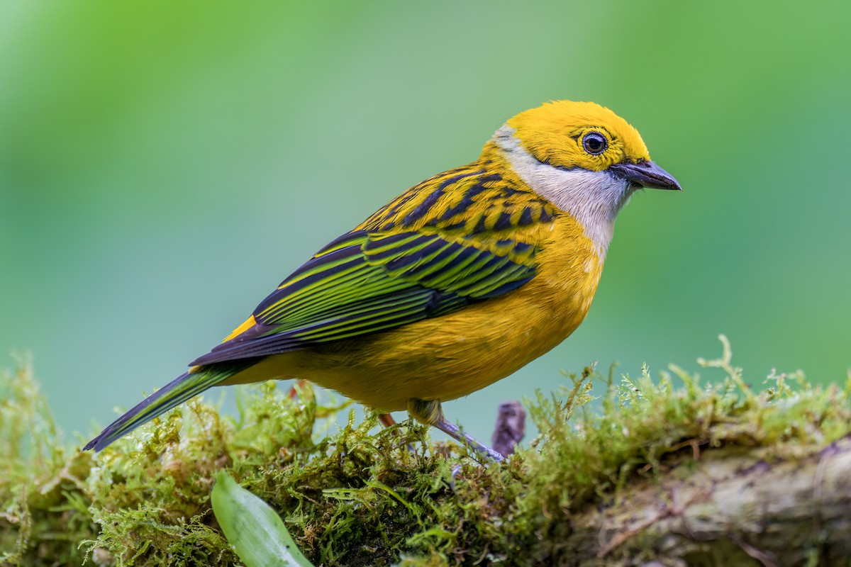 Silver-throated Tanager - ML524454851