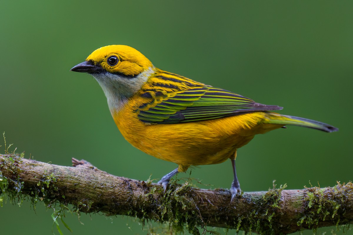 Silver-throated Tanager - Jeff Hapeman